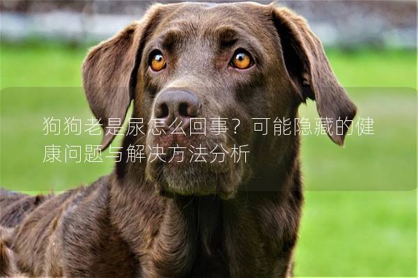 狗狗老是尿怎么回事？可能隐藏的健康问题与解决方法分析