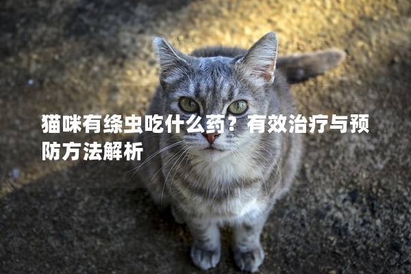 猫咪有绦虫吃什么药？有效治疗与预防方法解析