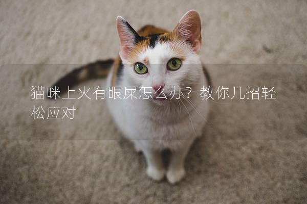 猫咪上火有眼屎怎么办？教你几招轻松应对