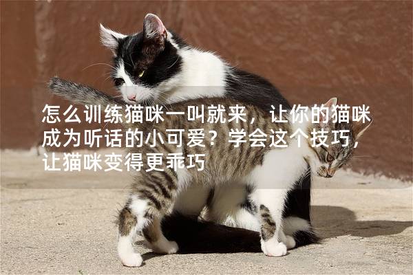 怎么训练猫咪一叫就来，让你的猫咪成为听话的小可爱？学会这个技巧，让猫咪变得更乖巧