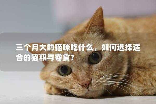 三个月大的猫咪吃什么，如何选择适合的猫粮与零食？