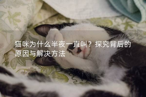 猫咪为什么半夜一直叫？探究背后的原因与解决方法