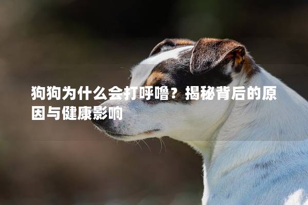 狗狗为什么会打呼噜？揭秘背后的原因与健康影响