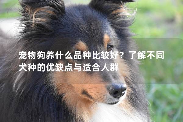 宠物狗养什么品种比较好？了解不同犬种的优缺点与适合人群