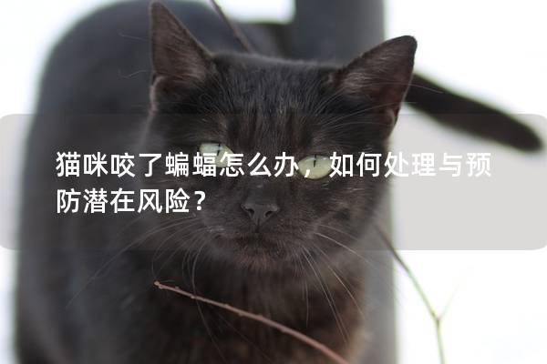 猫咪咬了蝙蝠怎么办，如何处理与预防潜在风险？