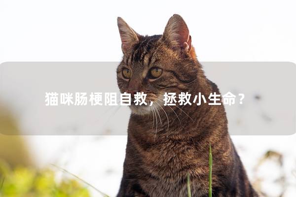 猫咪肠梗阻自救，拯救小生命？