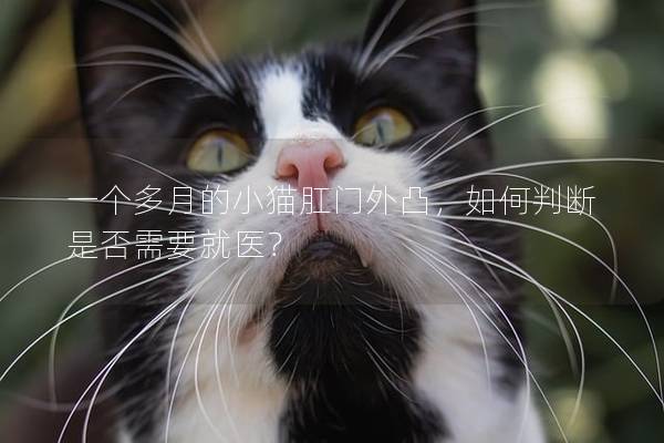 一个多月的小猫肛门外凸，如何判断是否需要就医？