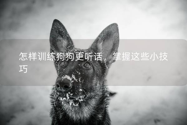 怎样训练狗狗更听话，掌握这些小技巧