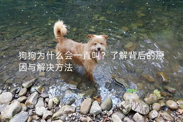 狗狗为什么会一直叫？了解背后的原因与解决方法