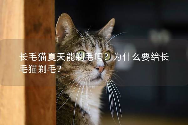 长毛猫夏天能剃毛吗？为什么要给长毛猫剃毛？