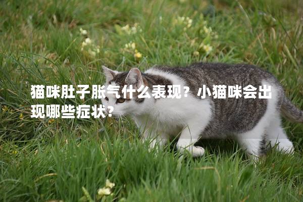 猫咪肚子胀气什么表现？小猫咪会出现哪些症状？