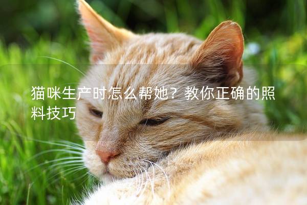 猫咪生产时怎么帮她？教你正确的照料技巧