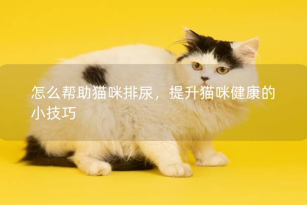 怎么帮助猫咪排尿，提升猫咪健康的小技巧