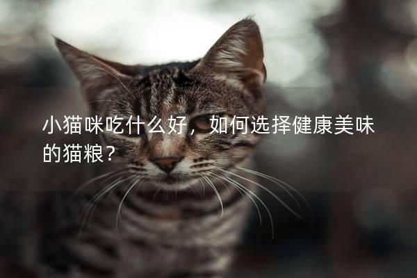 小猫咪吃什么好，如何选择健康美味的猫粮？