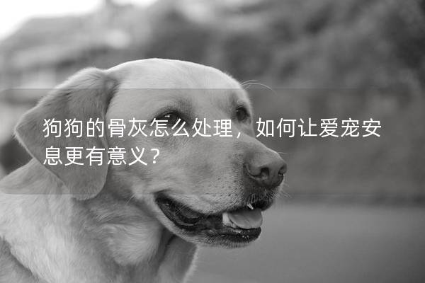 狗狗的骨灰怎么处理，如何让爱宠安息更有意义？