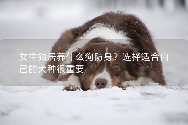 女生独居养什么狗防身？选择适合自己的犬种很重要