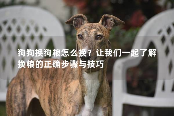 狗狗换狗粮怎么换?让我们一起了解换粮的正确步骤与技巧