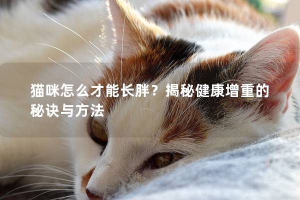 猫咪怎么才能长胖？揭秘健康增重的秘诀与方法