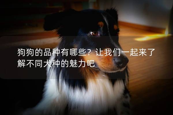 狗狗的品种有哪些？让我们一起来了解不同犬种的魅力吧