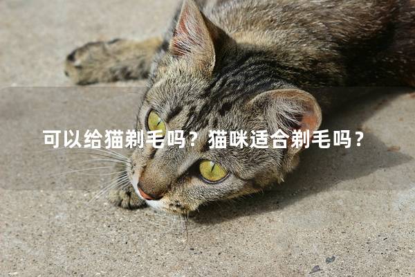 可以给猫剃毛吗？猫咪适合剃毛吗？