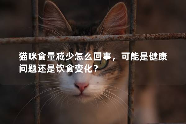 猫咪食量减少怎么回事，可能是健康问题还是饮食变化？