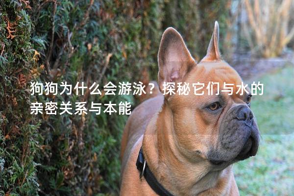 狗狗为什么会游泳？探秘它们与水的亲密关系与本能