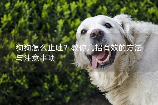 狗狗怎么止吐？教你几招有效的方法与注意事项