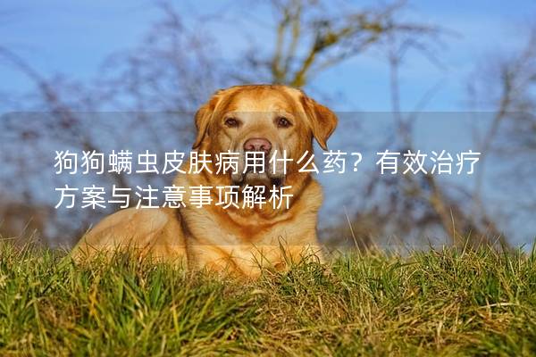 狗狗螨虫皮肤病用什么药？有效治疗方案与注意事项解析