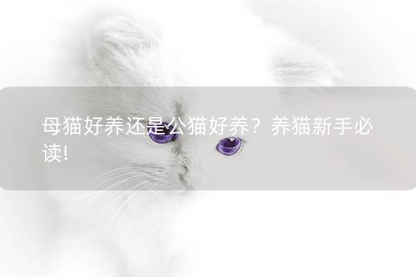 母猫好养还是公猫好养？养猫新手必读!