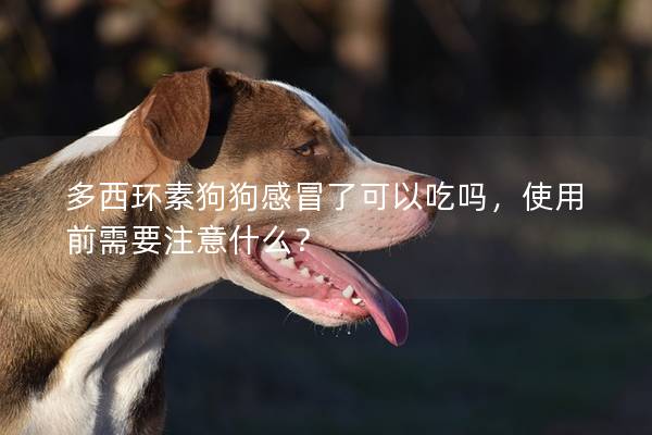 多西环素狗狗感冒了可以吃吗，使用前需要注意什么？