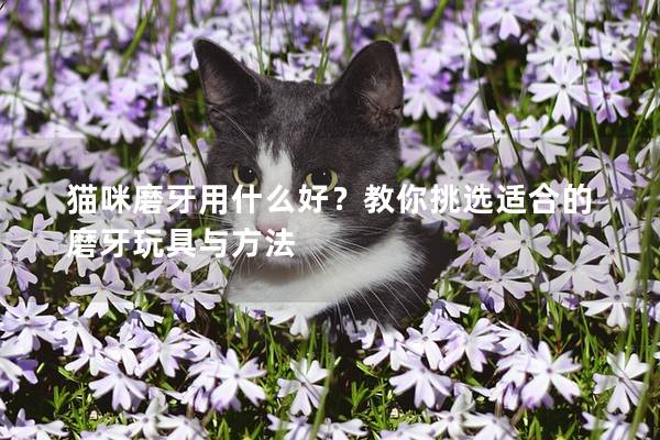 猫咪磨牙用什么好?教你挑选适合的磨牙玩具与方法