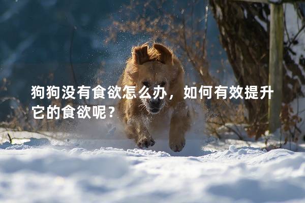 狗狗没有食欲怎么办,如何有效提升它的食欲呢?