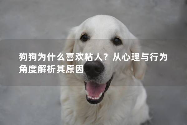 狗狗为什么喜欢粘人?从心理与行为角度解析其原因