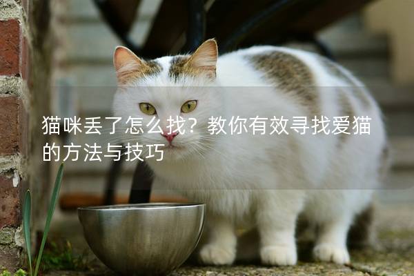 猫咪丢了怎么找？教你有效寻找爱猫的方法与技巧