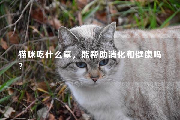 猫咪吃什么草，能帮助消化和健康吗？