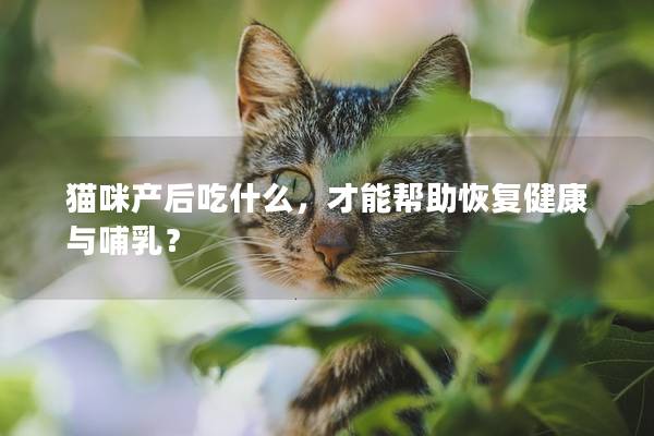 猫咪产后吃什么，才能帮助恢复健康与哺乳？