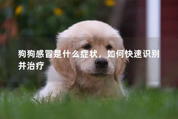 狗狗感冒是什么症状，如何快速识别并治疗