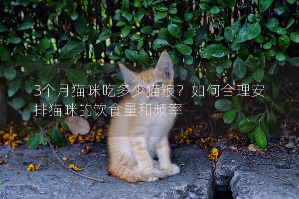 3个月猫咪吃多少猫粮？如何合理安排猫咪的饮食量和频率