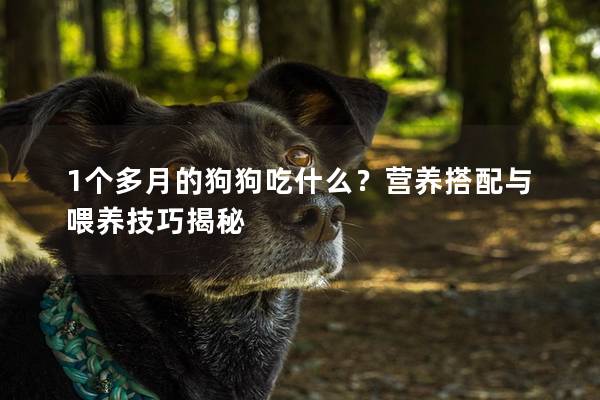 1个多月的狗狗吃什么？营养搭配与喂养技巧揭秘