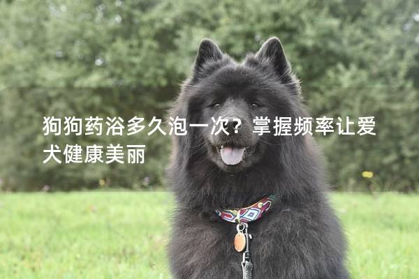 狗狗药浴多久泡一次？掌握频率让爱犬健康美丽