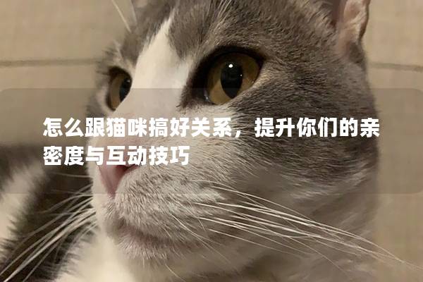 怎么跟猫咪搞好关系，提升你们的亲密度与互动技巧