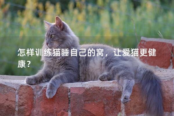 怎样训练猫睡自己的窝，让爱猫更健康？