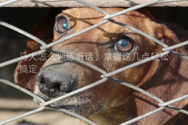 马犬怎么训练听话，掌握这几点轻松搞定