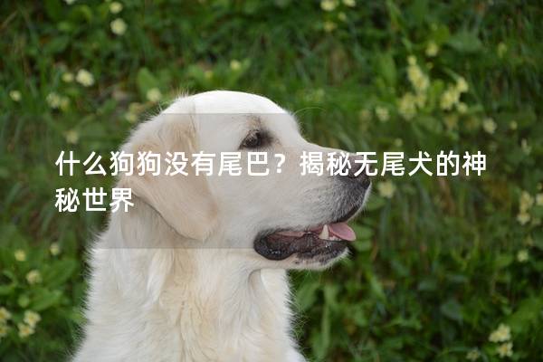 什么狗狗没有尾巴?揭秘无尾犬的神秘世界