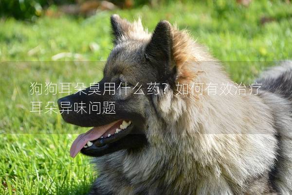 狗狗耳朵臭用什么药?如何有效治疗耳朵异味问题