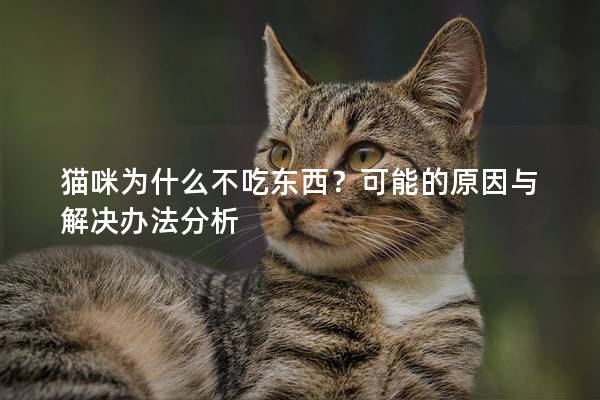 猫咪为什么不吃东西？可能的原因与解决办法分析