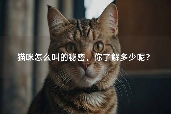 猫咪怎么叫的秘密，你了解多少呢？