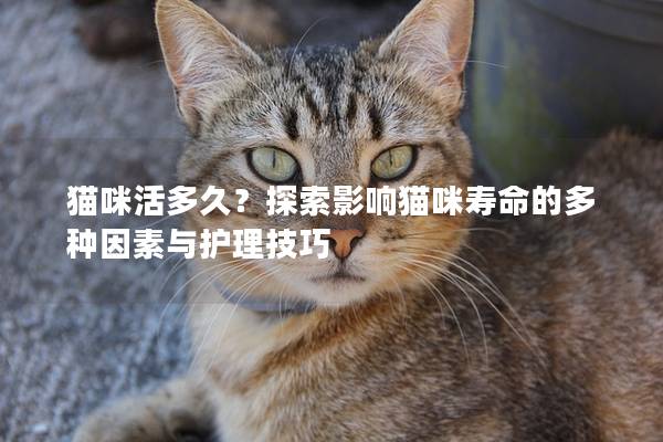 猫咪活多久？探索影响猫咪寿命的多种因素与护理技巧