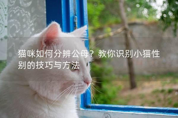 猫咪如何分辨公母？教你识别小猫性别的技巧与方法