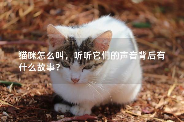 猫咪怎么叫，听听它们的声音背后有什么故事？